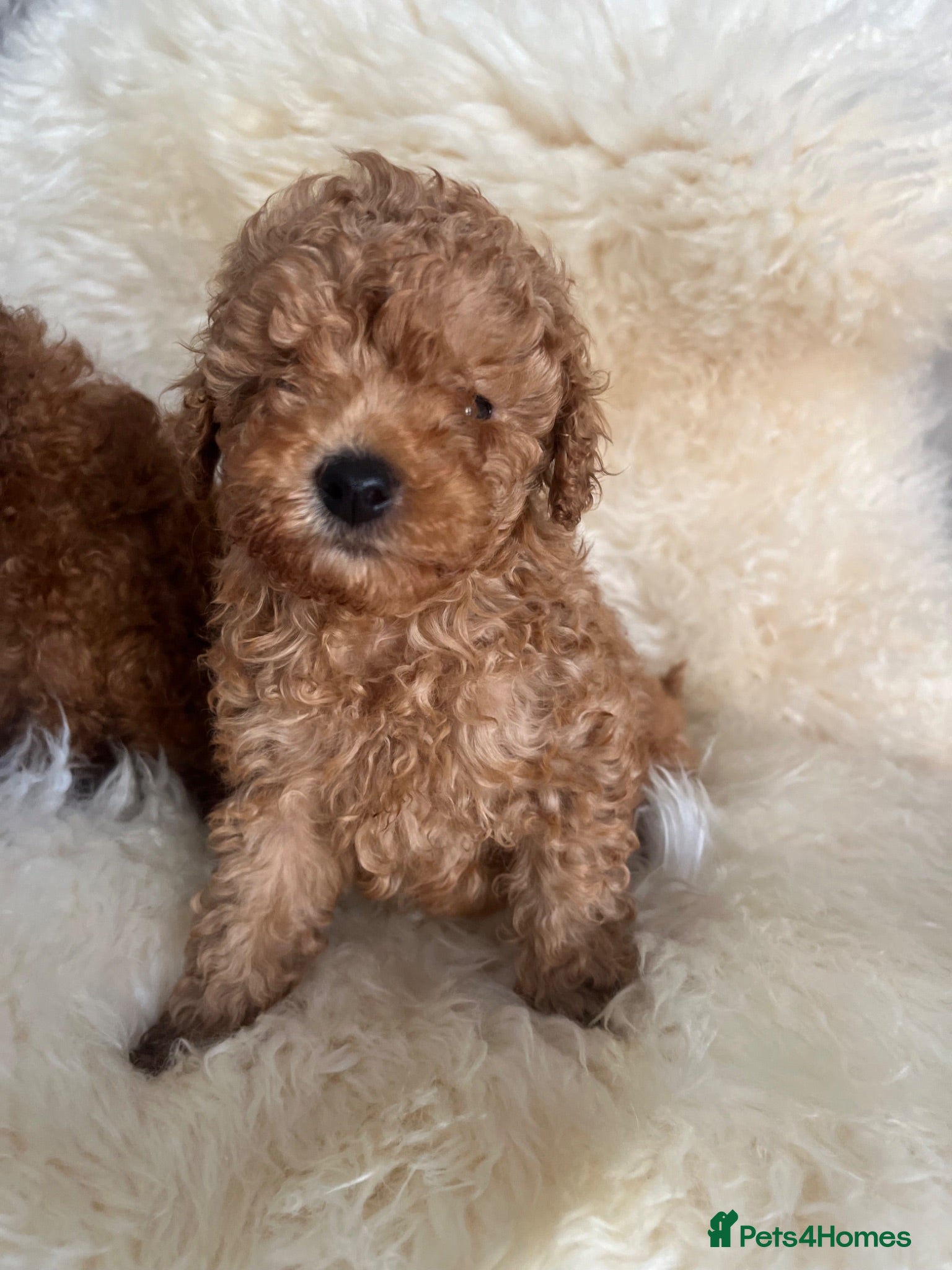 Toy Poodle dogs True toy poodle girls PRA clear  - Advert 2