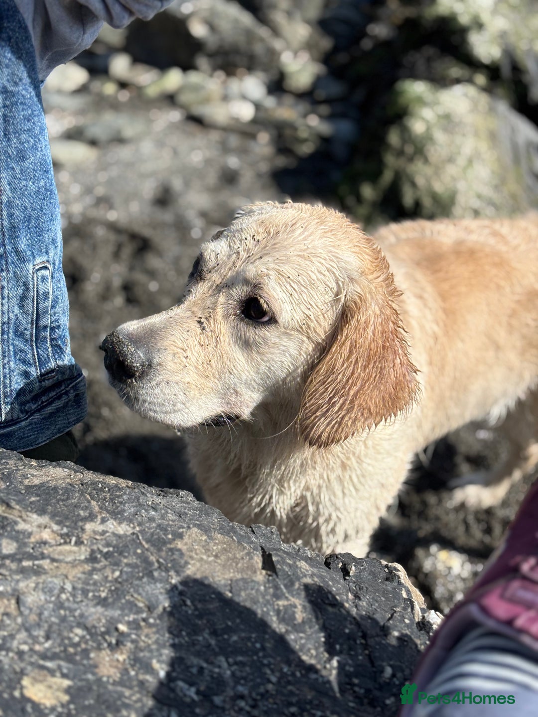 Golden Retriever dogs for sale: KC Registered Golden Retriever Puppies 🐾 - Image 19
