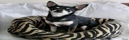 Chihuahua dogs for sale: Pepe and Coco are looking for a new home in London - Advert 9