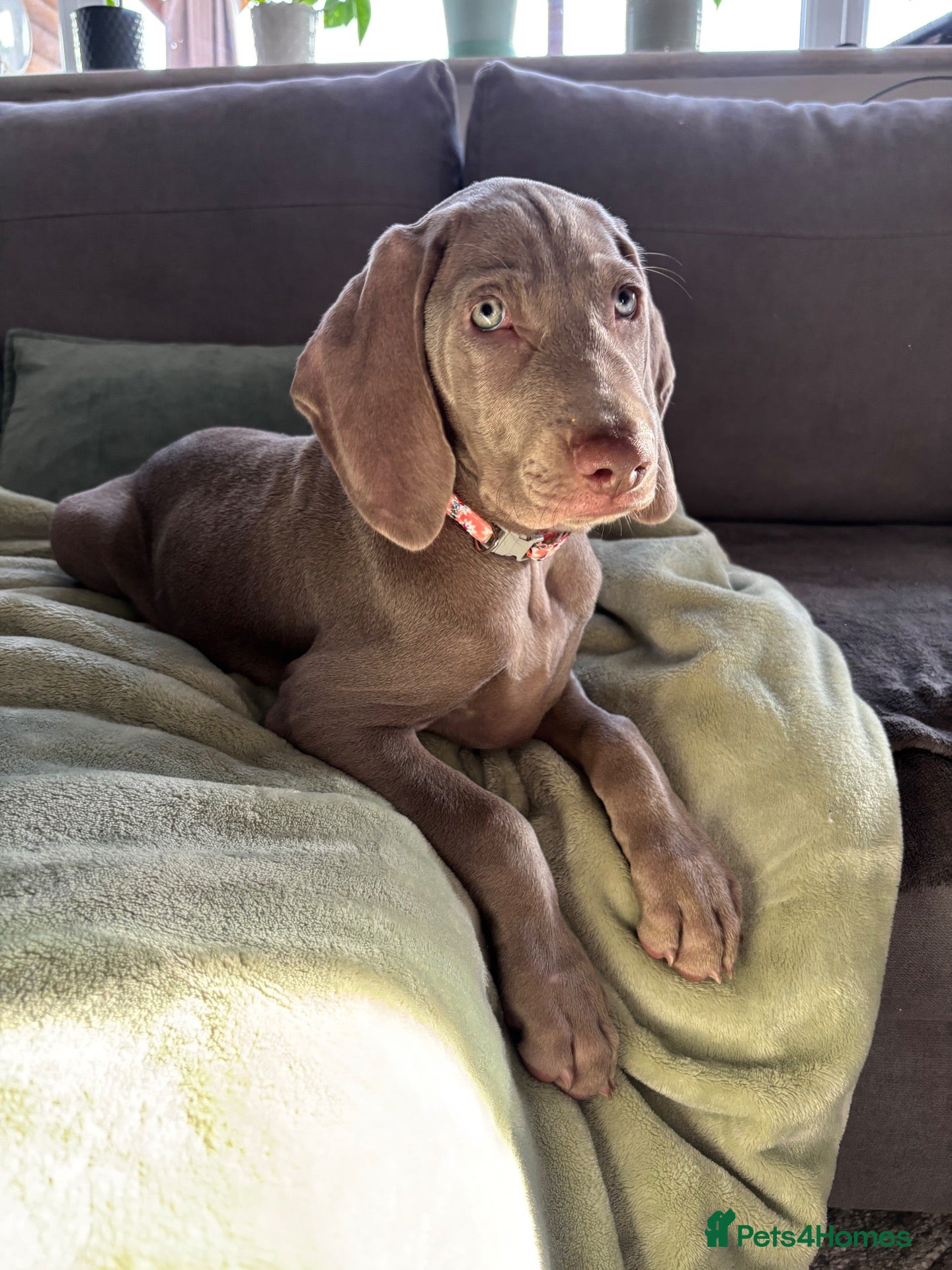 Weimaraner dogs 🩷Last girl ready to leave  - Advert 4