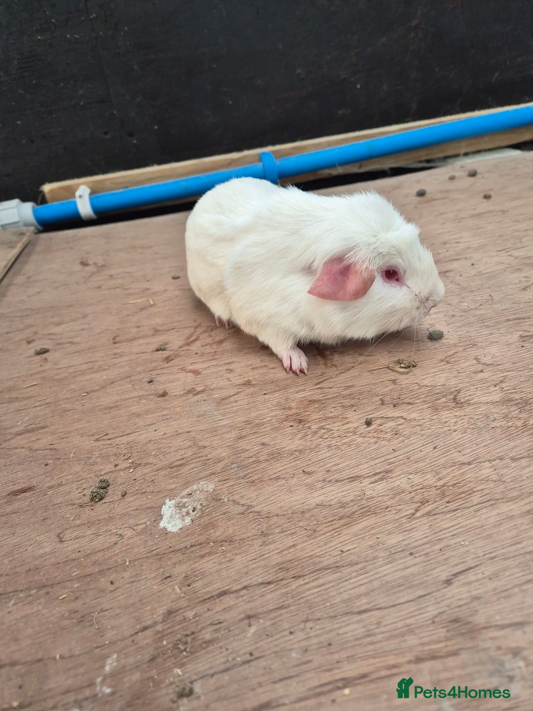 Guinea Pig rodents for sale: Guinea Piggies looking for new homes - Advert 3