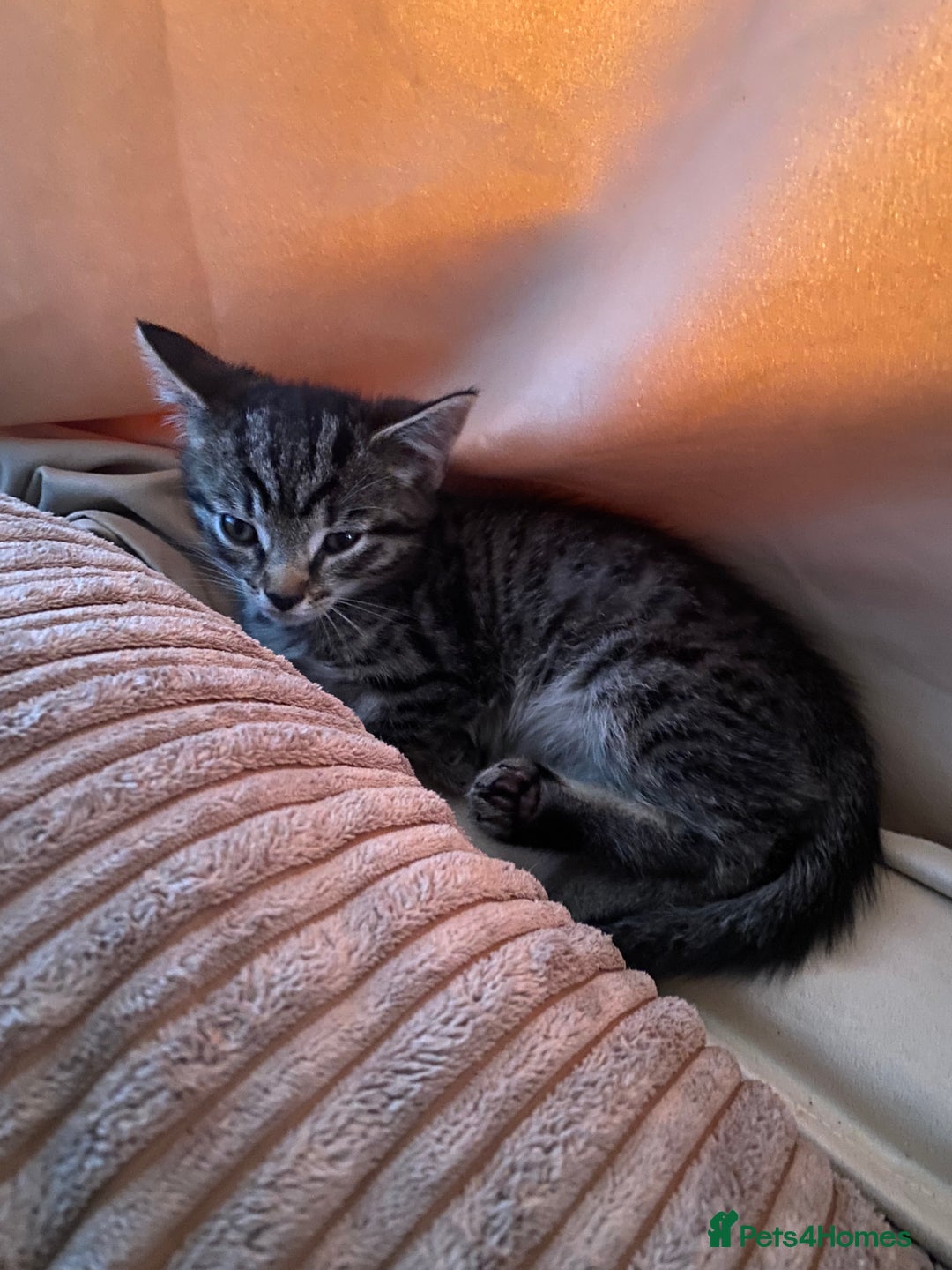 Mixed Breed cats for sale: Two female kittens read description - Advert 12