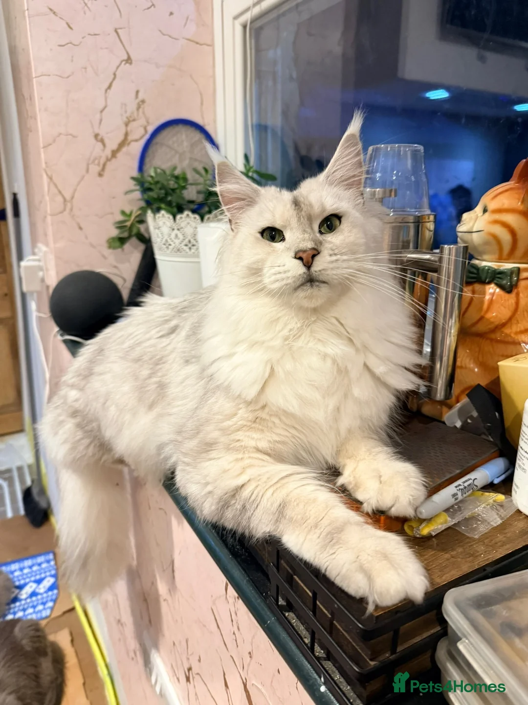 Maine Coon cats for sale: Ready Now - 5 Top Pedigree MCO Kittens in Coventry - Advert 1