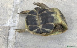 Hermann Tortoise reptiles for sale: Adult Female Hermann Tortoises x 4  - Image 3