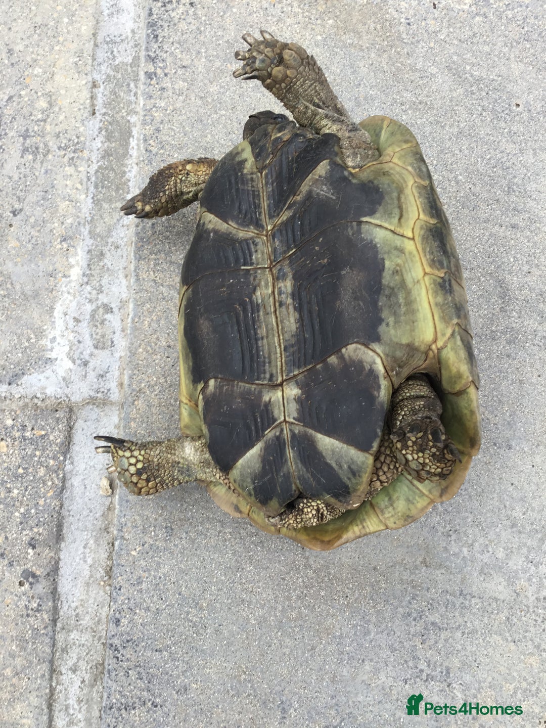 Hermann Tortoise reptiles for sale: Adult Female Hermann Tortoises x 4  - Image 3