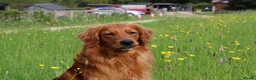 Golden Retriever dogs for sale: Fully Health Tested - KC Reg Golden Retrievers - Advert 3