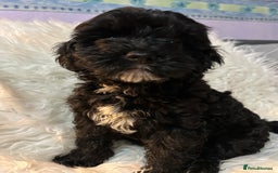 Cockapoo dogs for sale: 4 beautiful boys.  - Image 1