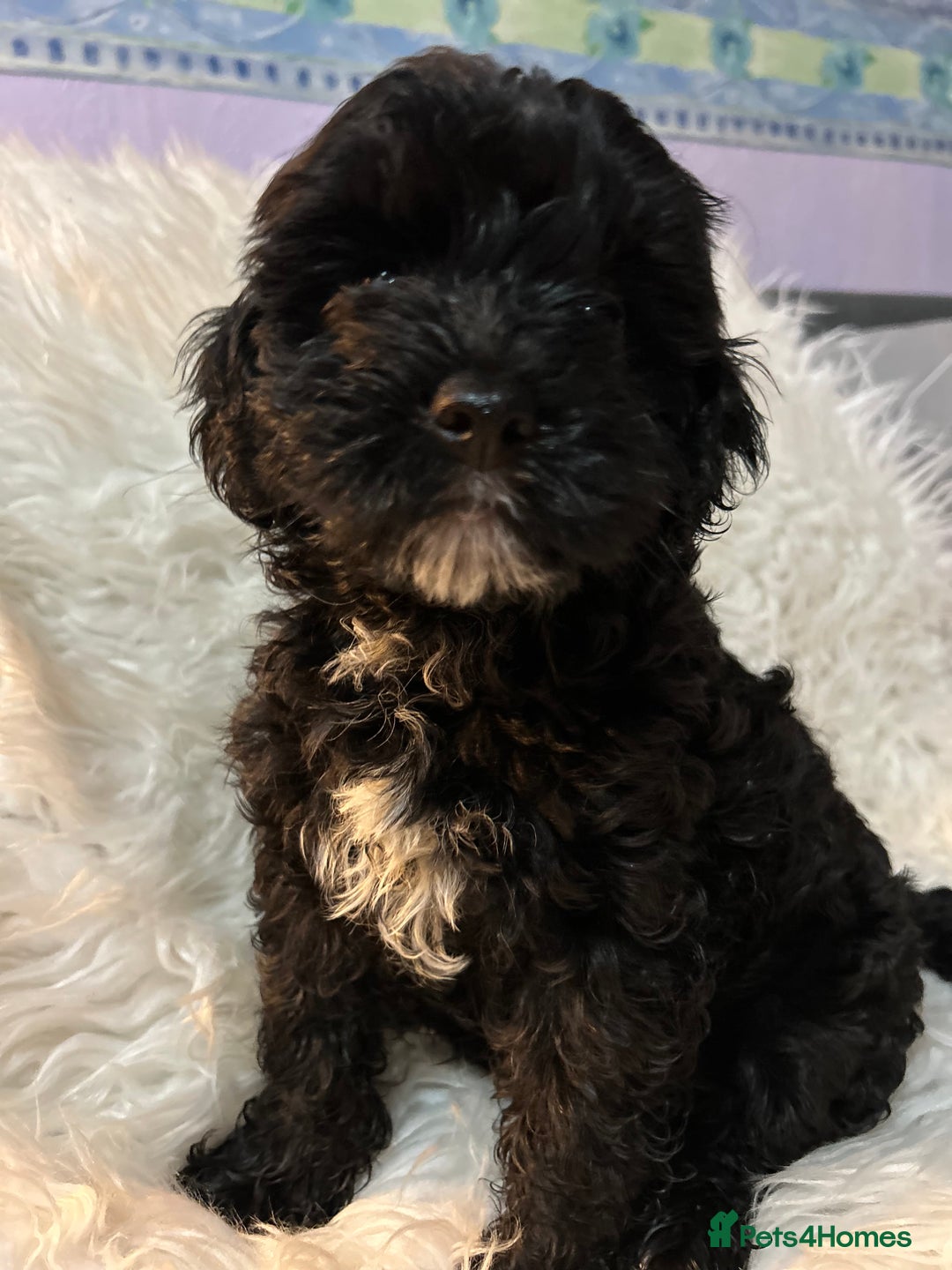 Cockapoo dogs for sale: 4 beautiful boys.  - Image 1