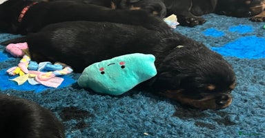 Rottweiler dogs Top Quality KC Health Tested Rottweiler Puppies  - Advert 5