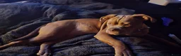 Olde English Bulldogge dogs for sale: Xena beautiful olde English bulldogge  - Advert 2