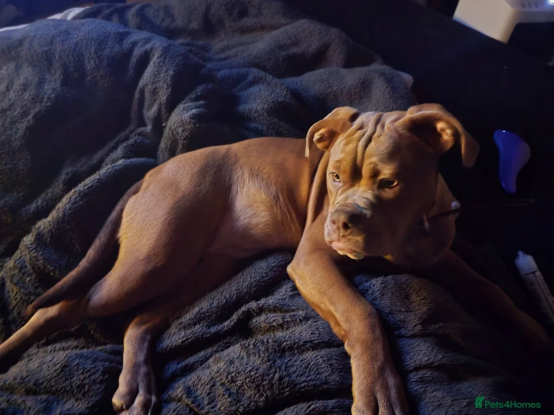 Olde English Bulldogge dogs for sale: Xena beautiful olde English bulldogge  - Advert 2