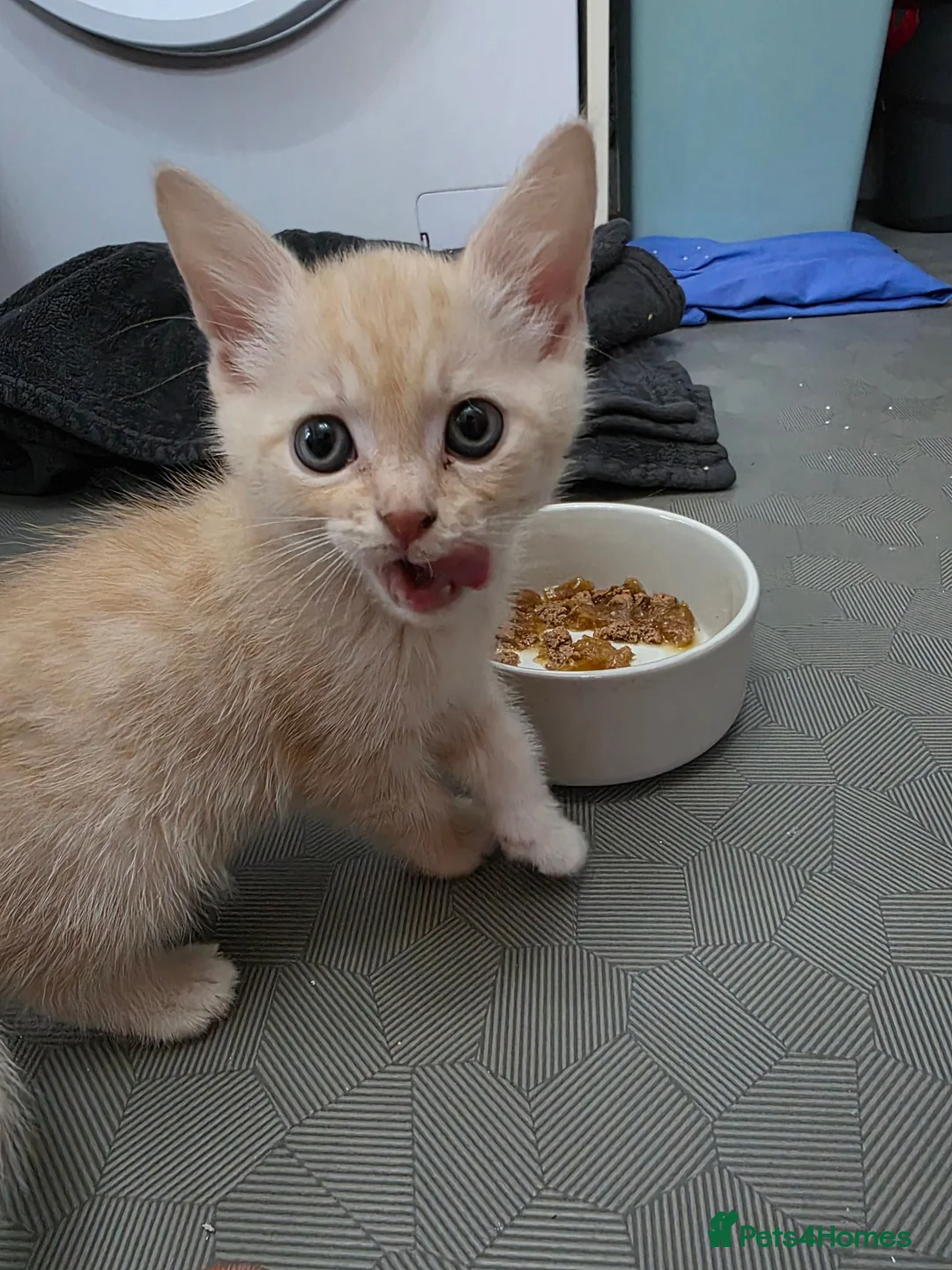 Mixed Breed cats for sale: Gorgeous boy 8 weeks old in Oldbury - Advert 3