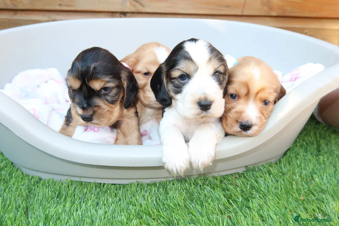 Cocker Spaniel dogs for sale: Beautiful show type cocker spaniel puppy’s  - Advert 1