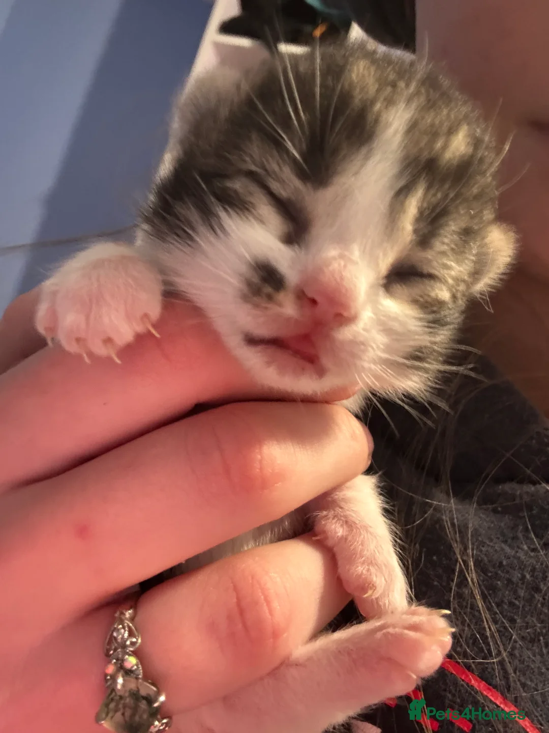 Mixed Breed cats for sale: White and grey Tabby 1M/1F ready 19 Feb - Advert 14