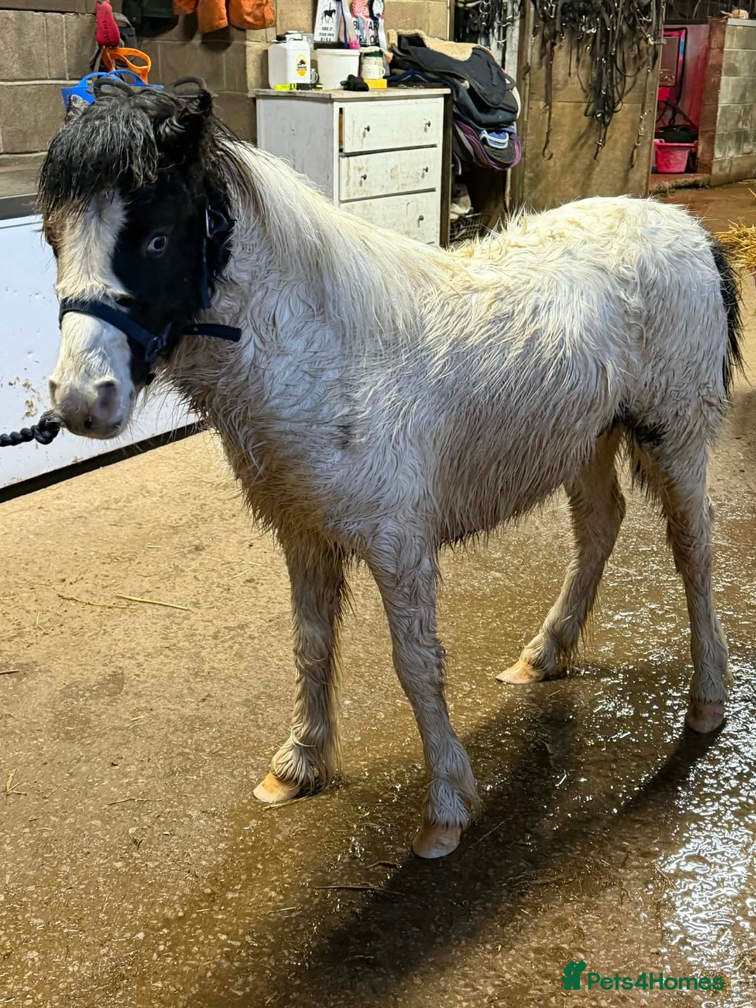 Shetland pony horses for sale: Two Gorgeous Yearling Shetland x Gypsy Cob Fillies - Advert 3