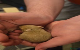 Hamster rodents for sale: Baby syrian hamsters  - Image 9