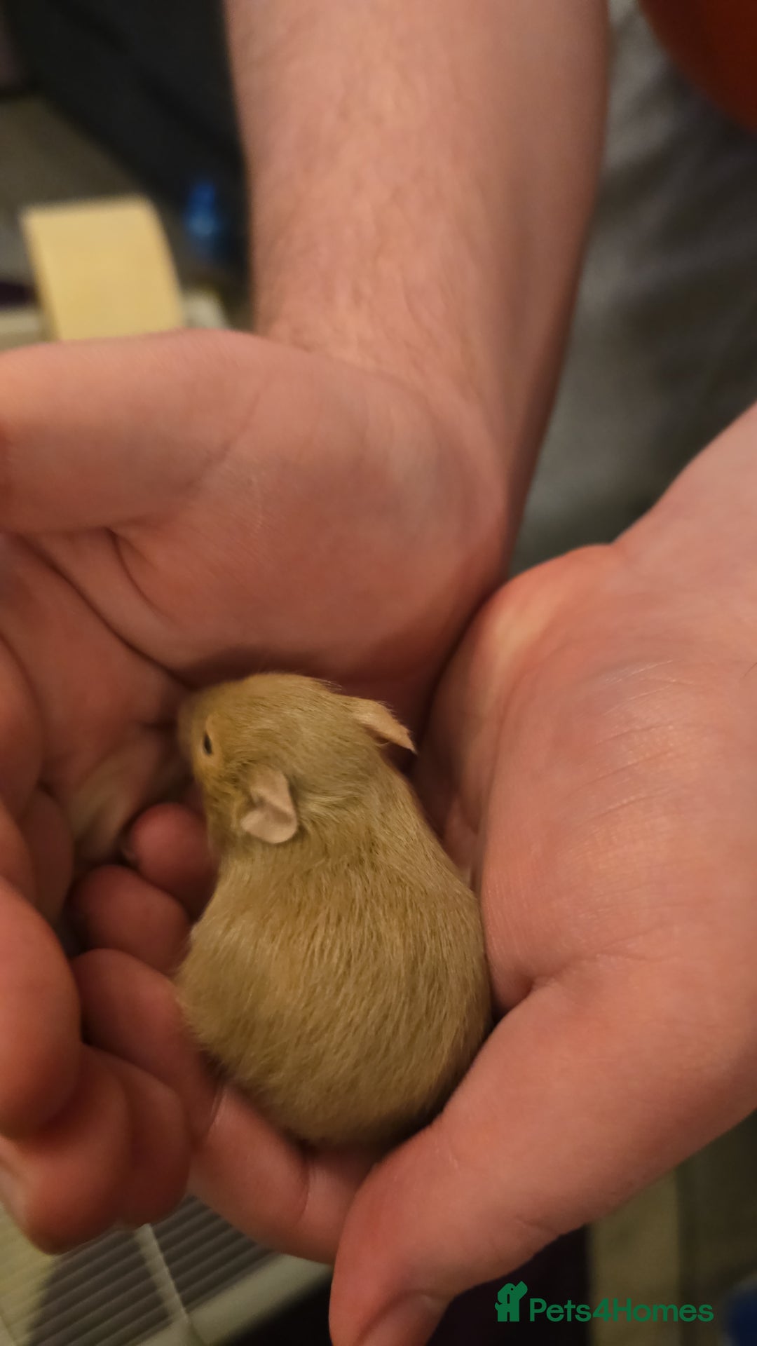 Hamster rodents for sale: Baby syrian hamsters  - Image 9