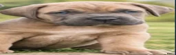 Cane Corso dogs for sale: 🐾 Cane Corso Puppies Due 29th May- Reserve Now 🐾 - Advert 3