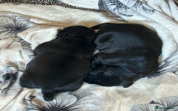 Mixed Breed dogs for sale: Sprocker cross blue staffy puppies for sale  - Image 13