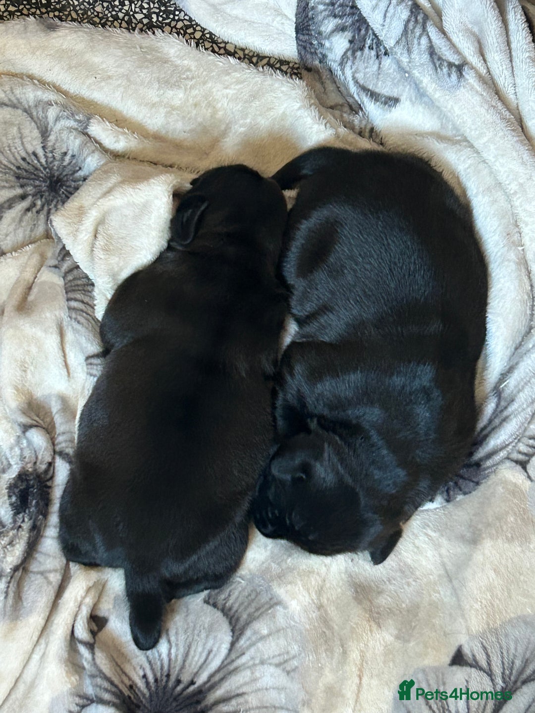 Mixed Breed dogs for sale: Sprocker cross blue staffy puppies for sale  - Image 13
