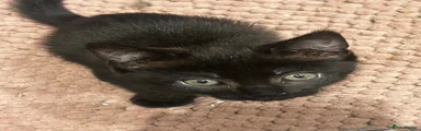 Mixed Breed 2