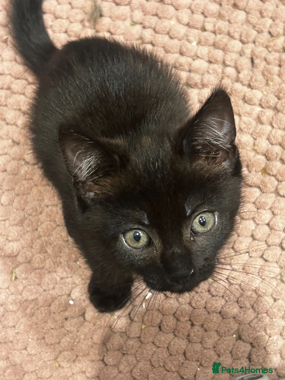 Mixed Breed cats for sale: 2 cats for sale  - Advert 2