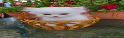 British Longhair cats for sale: British Longhair Kittens – Champion Lines - Advert 5