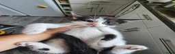 Mixed Breed cats for sale: 5 beautiful Maine Coon mix kittens  - Advert 10