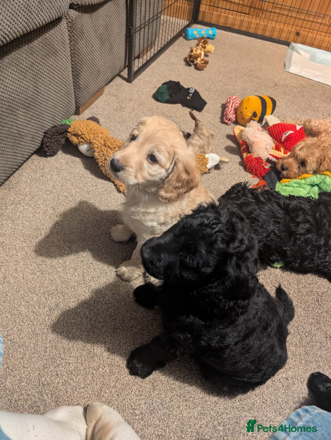 Cockapoo dogs for sale: Cockapoo puppies  - Advert 2