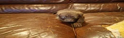 German Shepherd dogs for sale: 9 GSD pups for sale - Advert 3