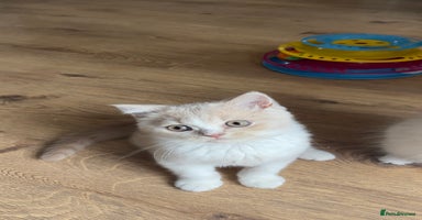 British Shorthair cats - Advert 11