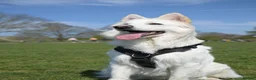 White Swiss Shepherd dogs for sale: KC registerd Well-Trained White Swiss Shepherd - Advert 10