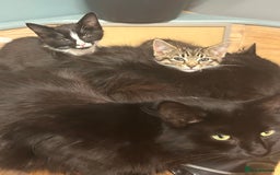 Mixed Breed cats for sale: Gorgeous, playful little kittens - Image 2