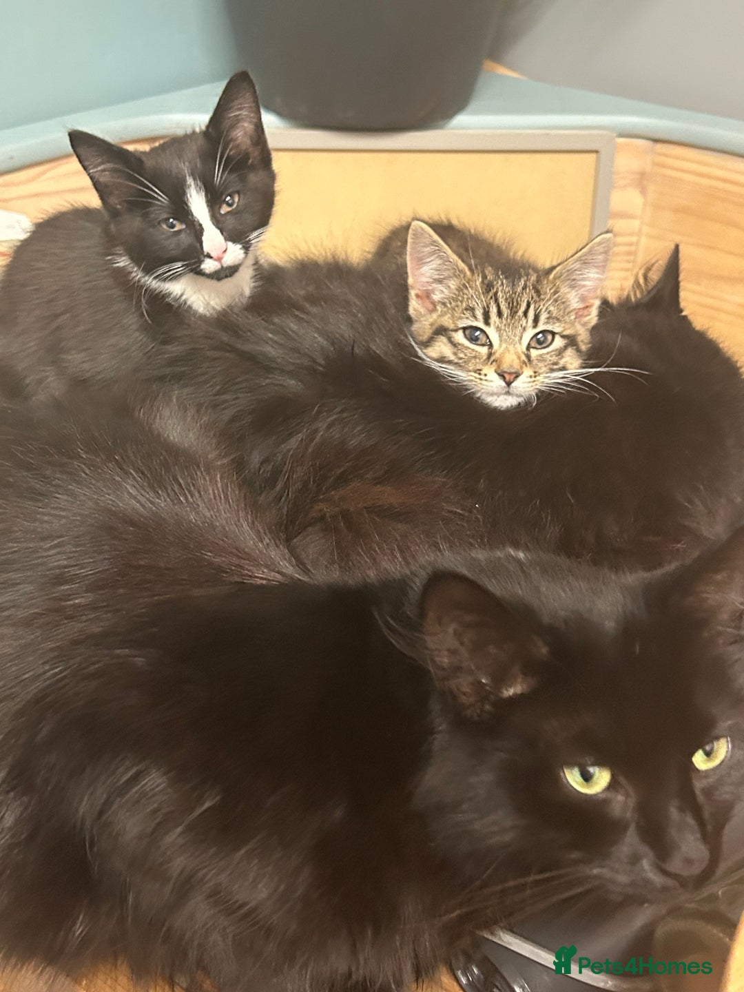 Mixed Breed cats for sale: Gorgeous, playful little kittens - Image 2