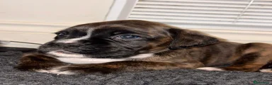 Boxer Puppy 4