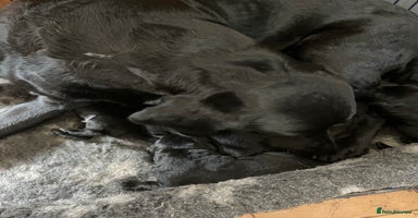 Labrador Retriever dogs - Advert 16