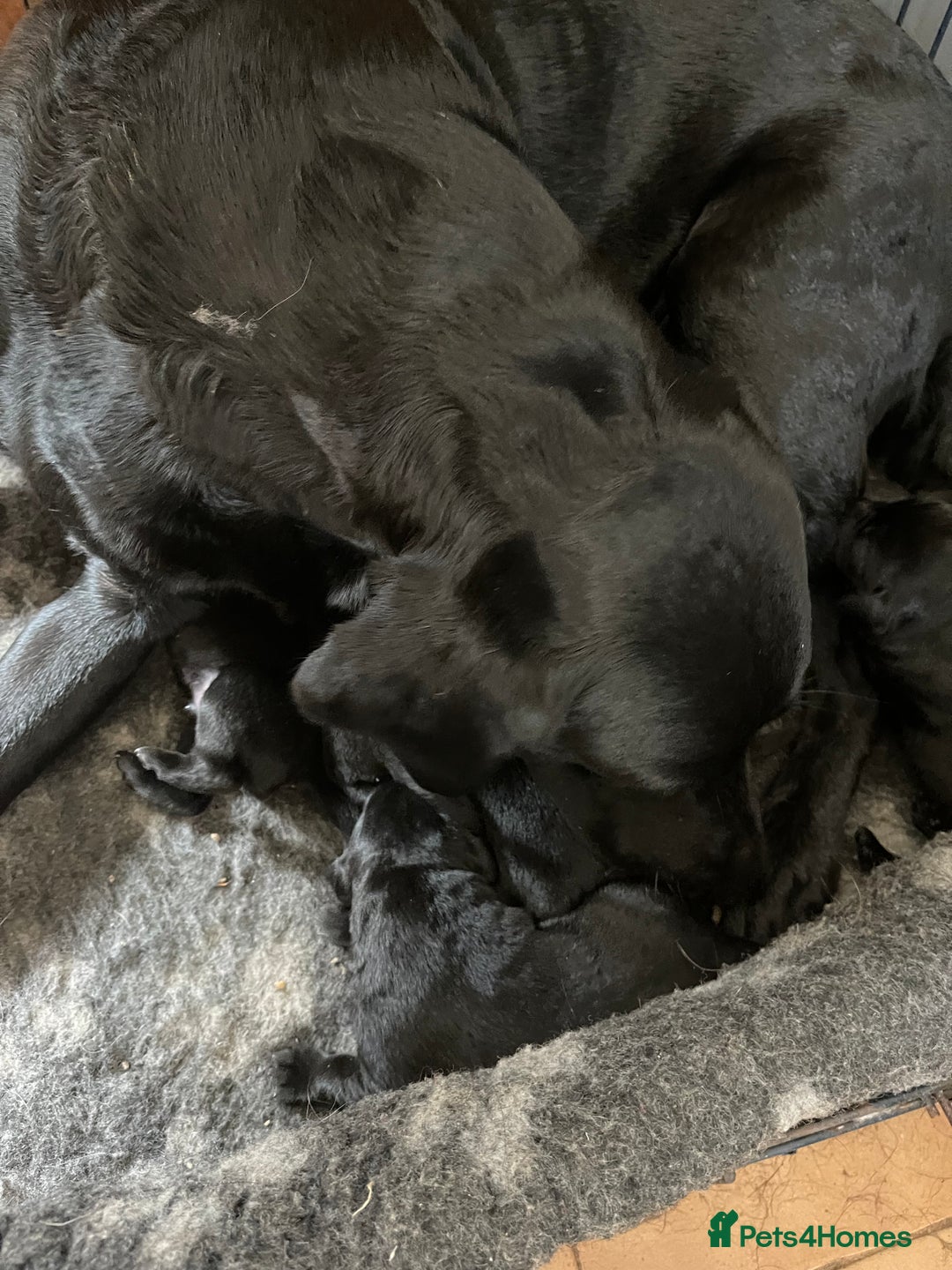 Labrador Retriever dogs for sale: Beautiful black Labrador pups - Image 1