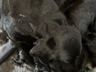 Labrador Retriever dogs - Advert 2