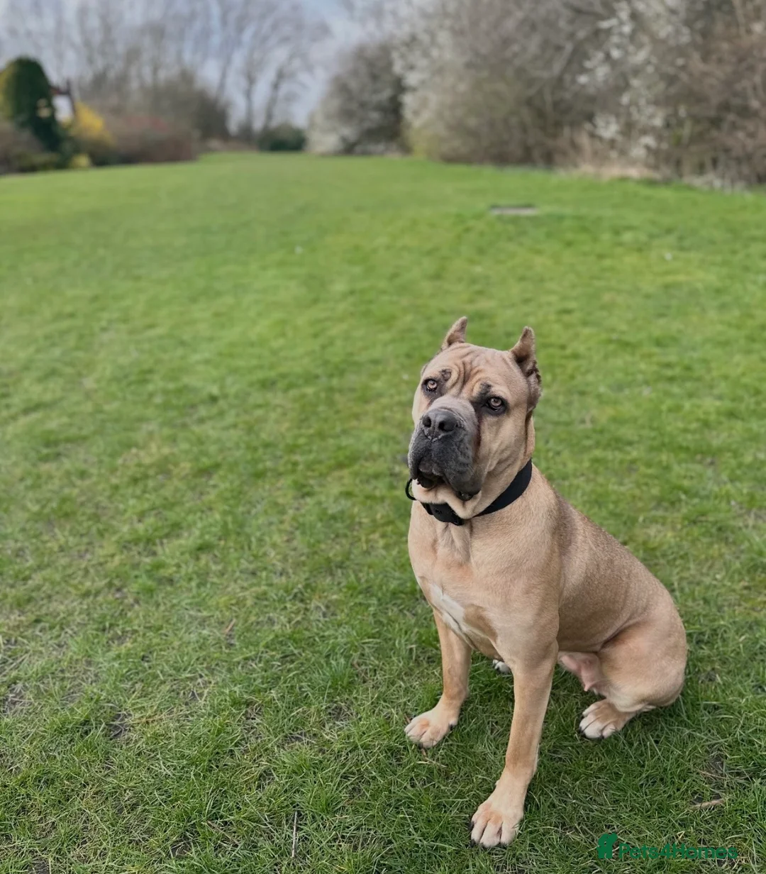 Cane Corso dogs for sale: Blue Cane Corso Puppies ⭐️Exceptional Bloodline⭐️ in Dukinfield - Advert 12