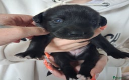 Borador dogs for sale: Borador puppies - Image 11