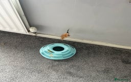 Mixed Breed cats for sale: Luna 3 months old  - Image 4