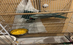 Ringnecks birds for sale: Ringnick proven breeding pairs  - Image 8