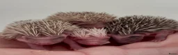 Pygmy Hedgehog rodents for sale: Girls Boys Ethically Bred African Pygmy Hedgehogs - Advert 16