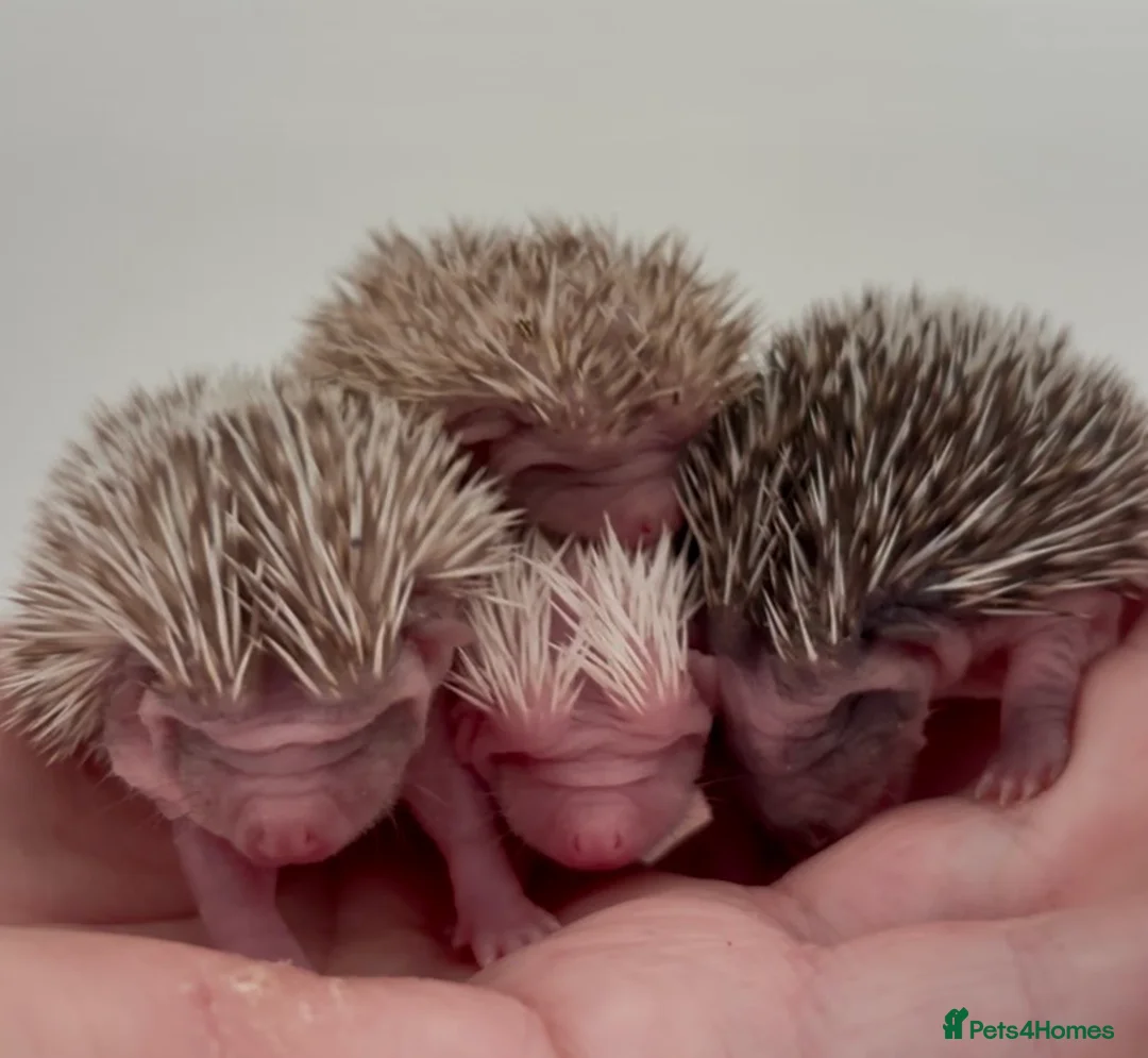 Pygmy Hedgehog rodents for sale: Girls Boys Ethically Bred African Pygmy Hedgehogs - Advert 16