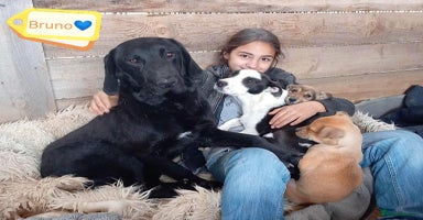 Mixed Breed dogs - Advert 6