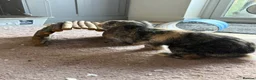 Mixed Breed rabbits for sale: Two female bunnies looking for a new home in Fareham - Advert 3