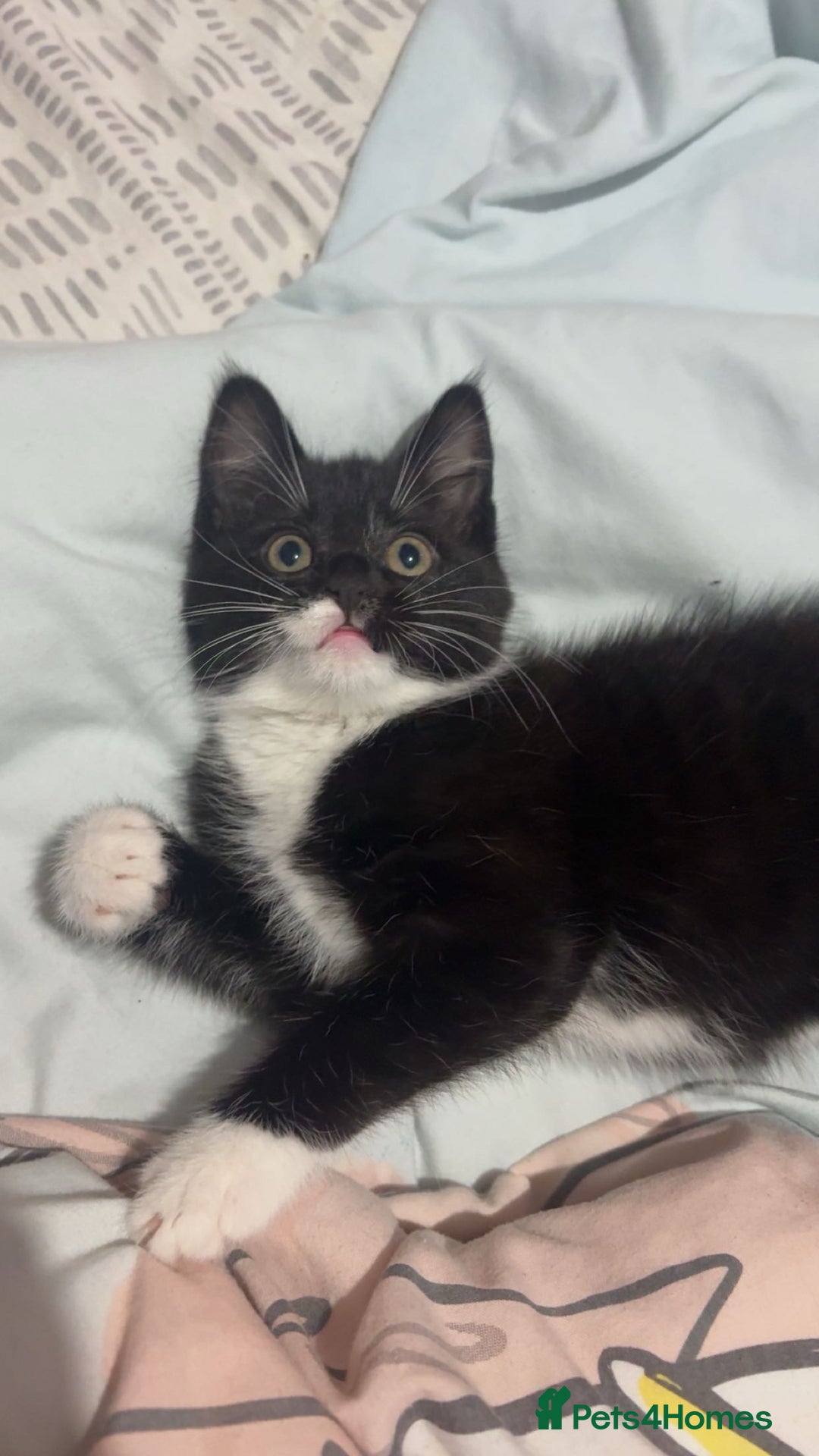 Ragdoll cats for sale: Black and white ragdoll cross  - Advert 6