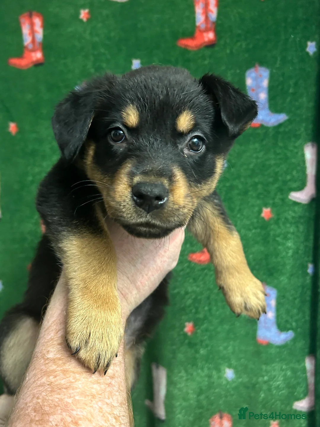 Mixed Breed dogs for sale: Swiss Shepherd Rottweiler mix - Advert 8