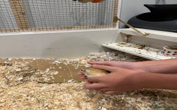 Gerbil rodents for sale: 2 male gerbils for sale - Image 7