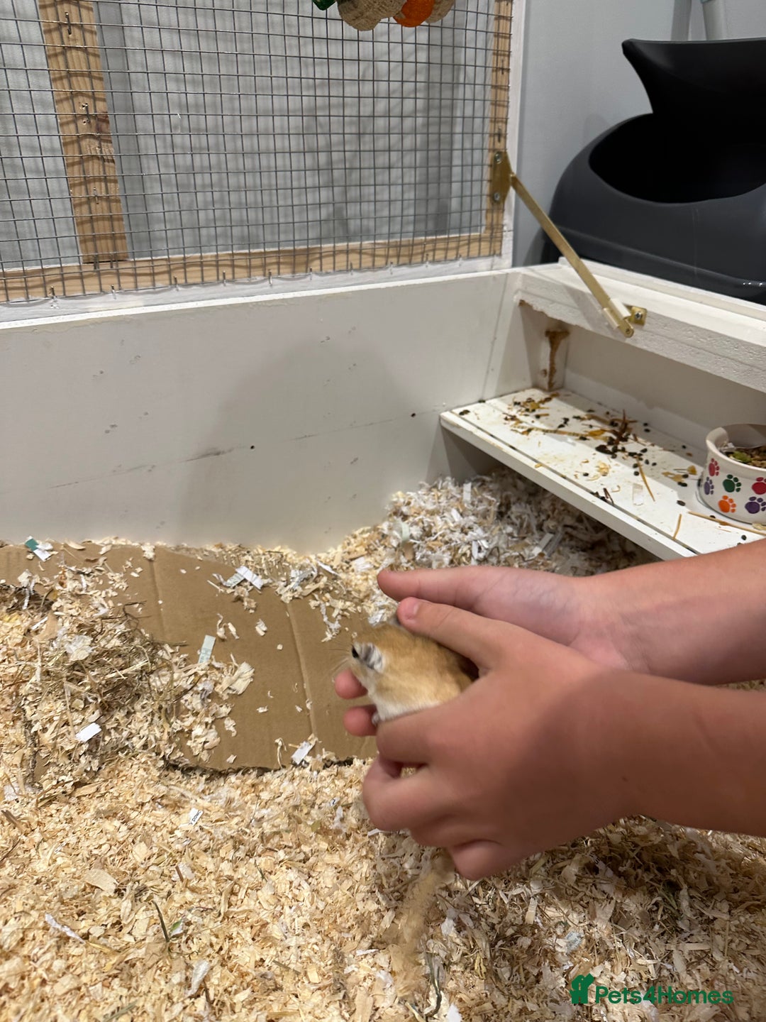 Gerbil rodents for sale: 2 male gerbils for sale - Image 7